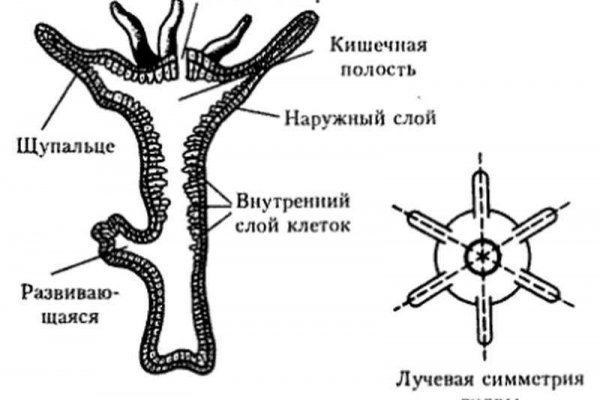 Омг ссылка тор